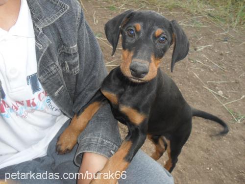 aresreynequinja Erkek Rottweiler