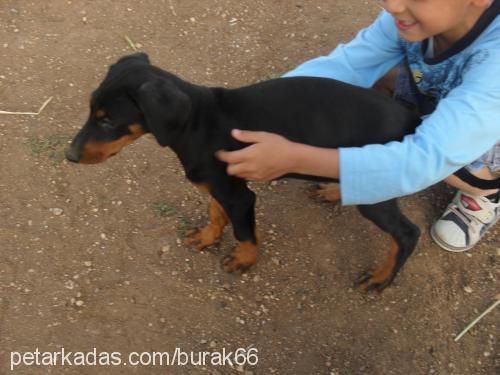 aresreynequinja Erkek Rottweiler