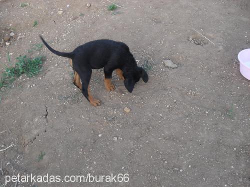 aresreynequinja Erkek Rottweiler