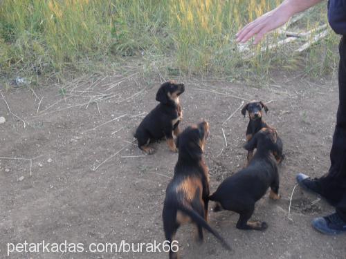 aresreynequinja Erkek Rottweiler