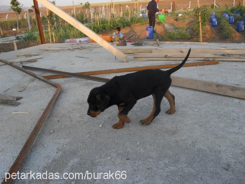 aresreynequinja Erkek Rottweiler