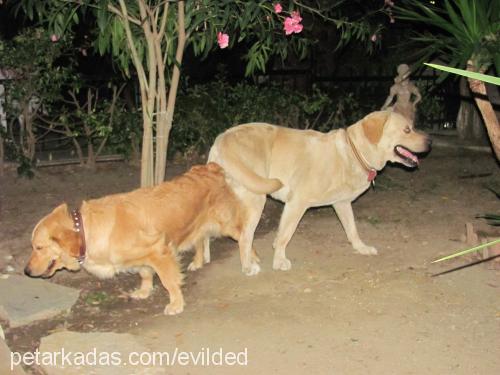 lucy Dişi Golden Retriever