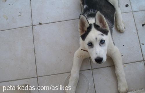 vegas Erkek Sibirya Kurdu (Husky)