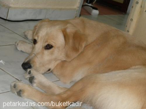 masal Dişi Golden Retriever