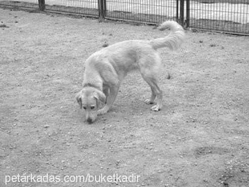 masal Dişi Golden Retriever