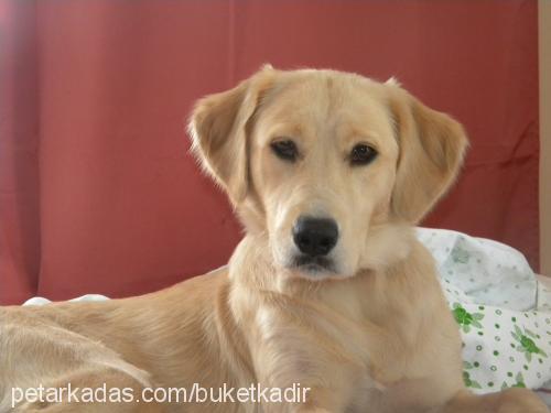 masal Dişi Golden Retriever