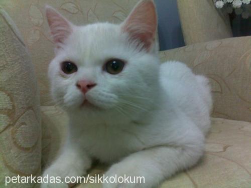 marti Erkek British Shorthair