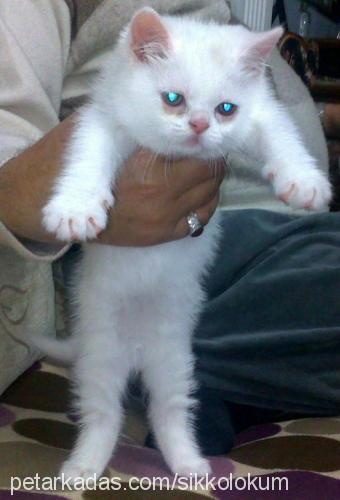 marti Erkek British Shorthair