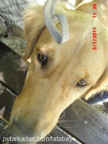 ageon Erkek Golden Retriever