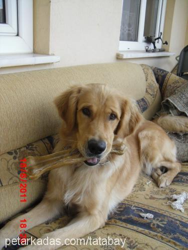 ageon Erkek Golden Retriever