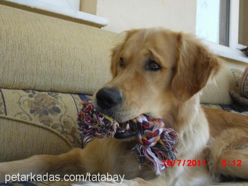 ageon Erkek Golden Retriever