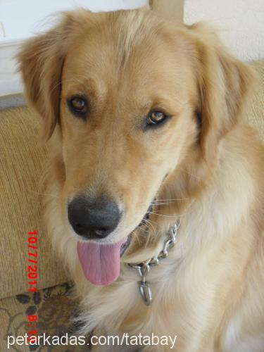 ageon Erkek Golden Retriever