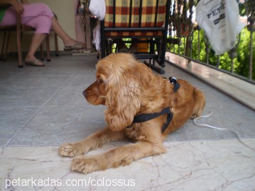 kuki Dişi Amerikan Cocker Spaniel