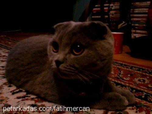 gayda Dişi Scottish Fold