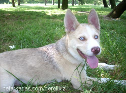 ateş Erkek Sibirya Kurdu (Husky)