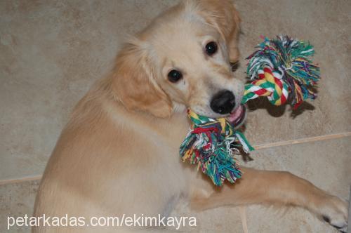 Şeker Dişi Golden Retriever