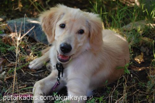 Şeker Dişi Golden Retriever