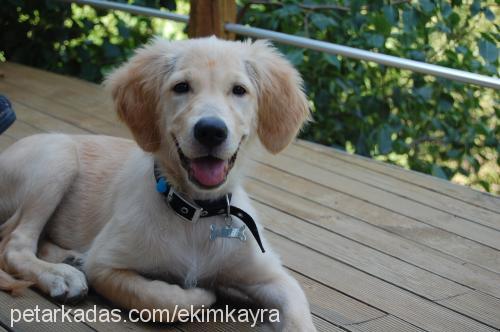 Şeker Dişi Golden Retriever