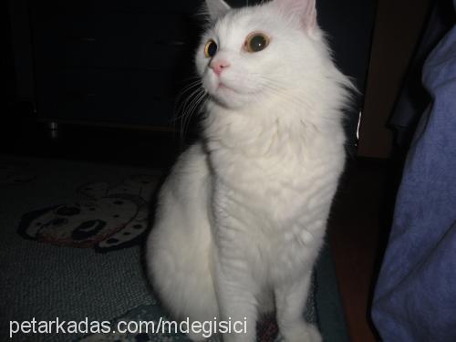 cicoz Dişi Ankara Kedisi (Angora)