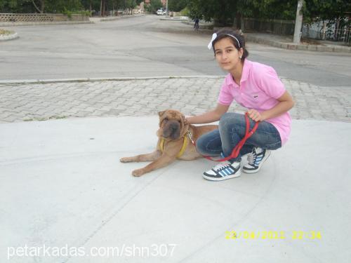 karamel Dişi Çin Shar-Pei