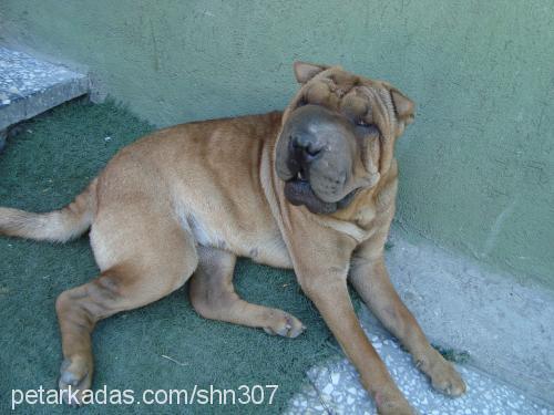 karamel Dişi Çin Shar-Pei