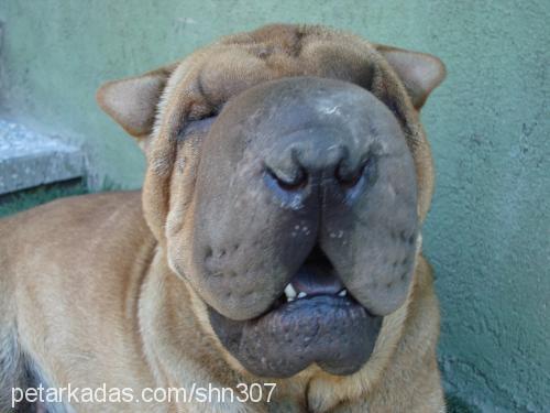 karamel Dişi Çin Shar-Pei