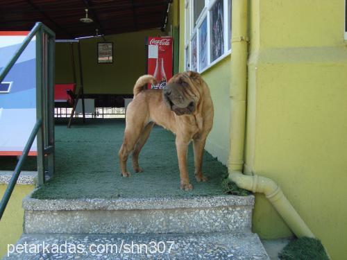 karamel Dişi Çin Shar-Pei