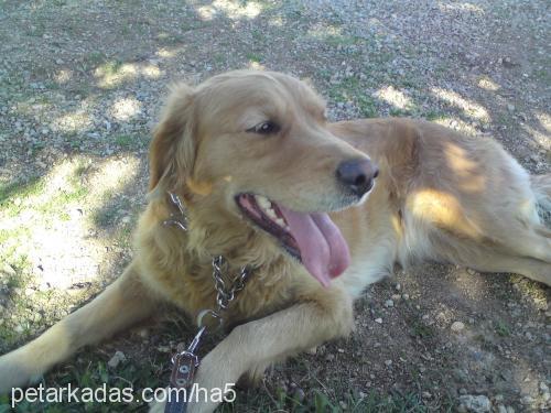 bal Dişi Golden Retriever