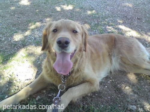 bal Dişi Golden Retriever