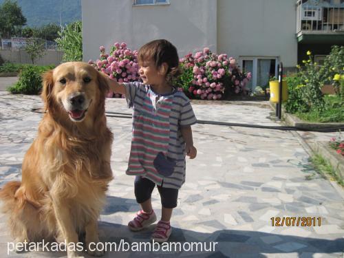 bonny Erkek Golden Retriever