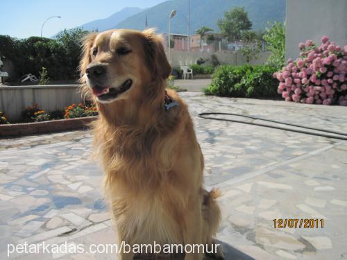 bonny Erkek Golden Retriever