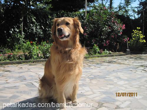 bonny Erkek Golden Retriever