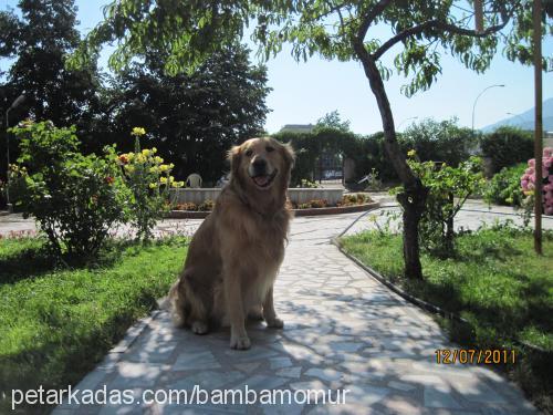 bonny Erkek Golden Retriever