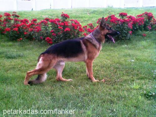 kont Erkek Alman Çoban Köpeği