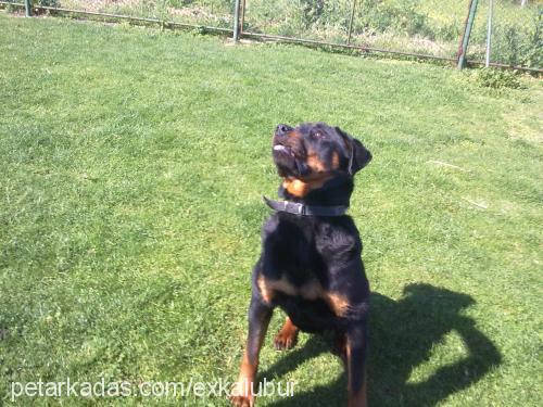 kont Erkek Rottweiler