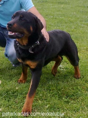 kont Erkek Rottweiler