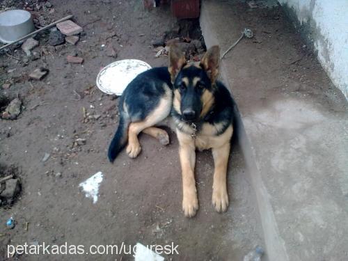 rocky Erkek Alman Çoban Köpeği