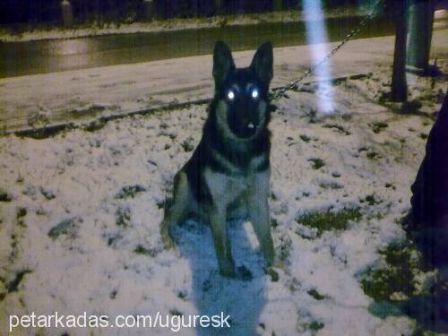 rocky Erkek Alman Çoban Köpeği