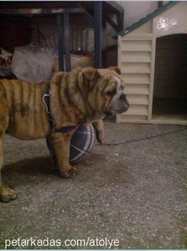 tosun Erkek İngiliz Bulldog