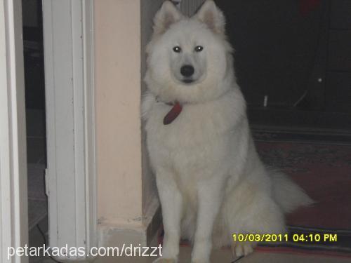 arthas Erkek Samoyed