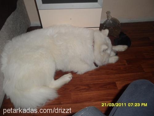 arthas Erkek Samoyed