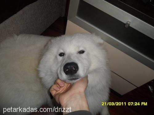 arthas Erkek Samoyed