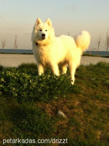 arthas Erkek Samoyed