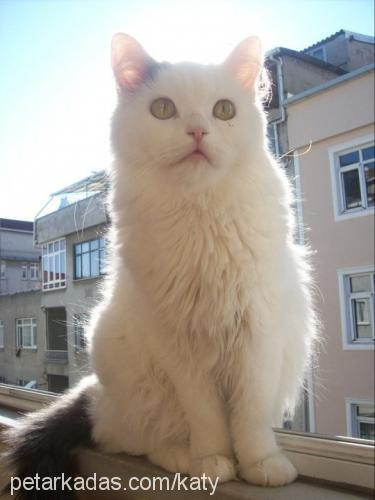 katy Dişi Ankara Kedisi (Angora)