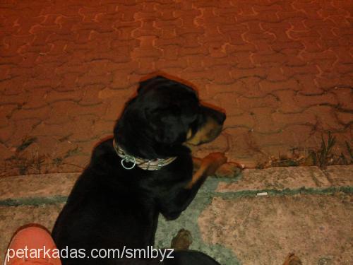 zeyna Dişi Rottweiler