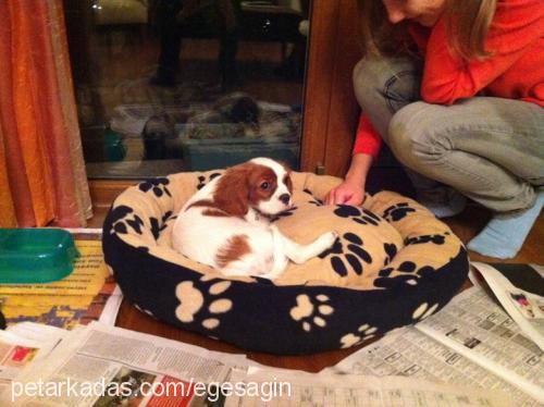 whisky Erkek Cavalier King Charles Spanieli