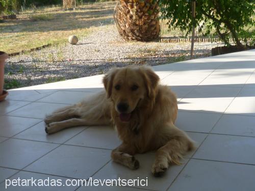 tony Erkek Golden Retriever