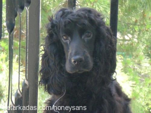 Şans Dişi İngiliz Cocker Spaniel