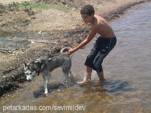 monica Dişi Sibirya Kurdu (Husky)