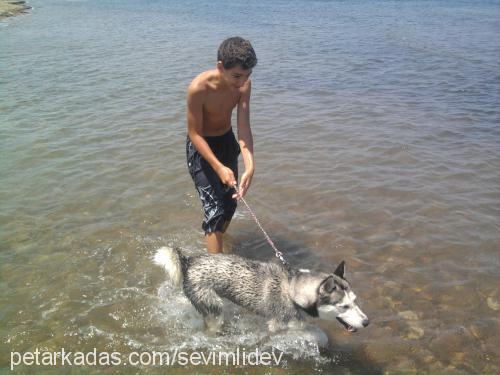 monica Dişi Sibirya Kurdu (Husky)